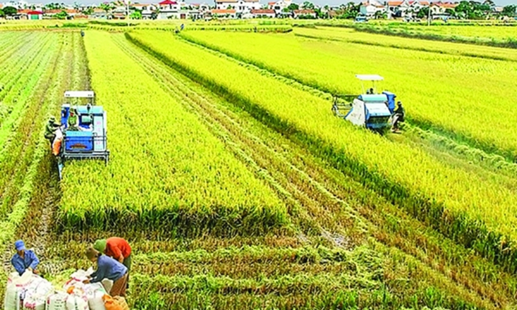 Ngành lúa gạo lập kỷ lục xuất khẩu 4,78 tỷ USD