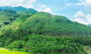 Lần đầu tiên Việt Nam bán thành công tín chỉ carbon rừng với trị giá 51,5 triệu USD
