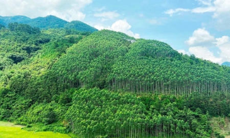 Lần đầu tiên Việt Nam bán thành công tín chỉ carbon rừng với trị giá 51,5 triệu USD