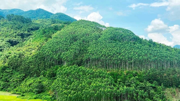 Lần đầu tiên Việt Nam bán thành công tín chỉ carbon rừng với trị giá 51,5 triệu USD