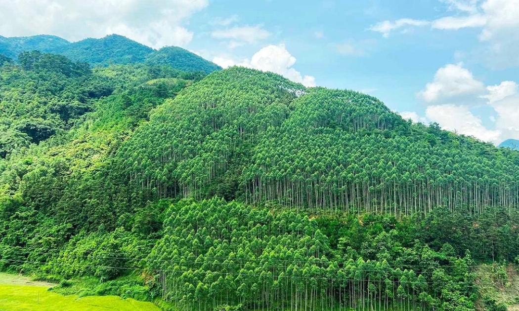 Năm 2023, Việt Nam đã bán thành công 10,3 triệu tín chỉ carbon rừng.