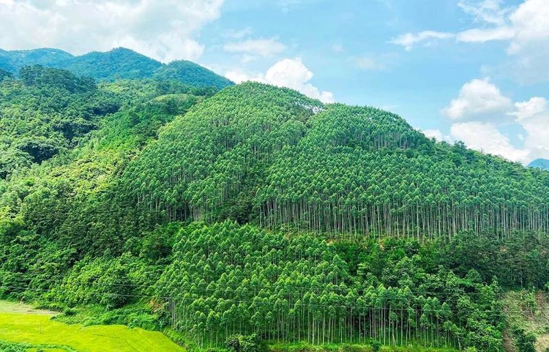 Vietnam sells 10.3 million forest carbon credits in 2023