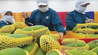 Farm produce exports to US hit $11.1bln in 2023