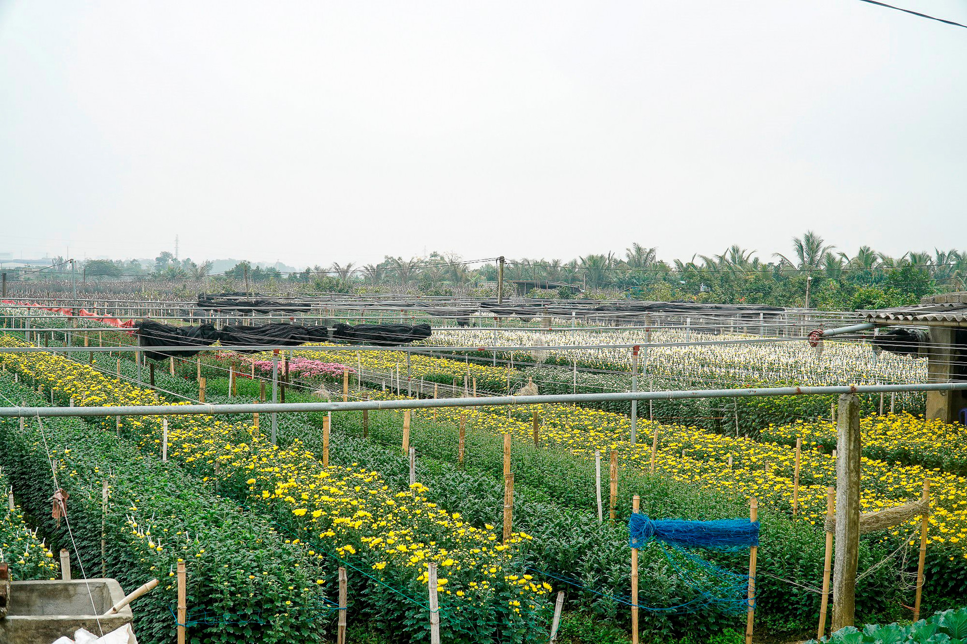 Đến nay, cả phường có hơn 200 hộ trồng hoa với gần 100 ha chuyên canh với rất nhiều các loại hoa khác nhau để phục vụ nhu cầu thị trường trong tỉnh và các địa phương lân cận.