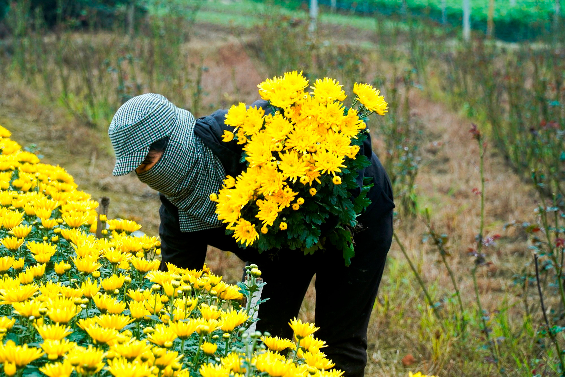  Nhờ trồng hoa, hàng năm các hộ dân nơi đây có nguồn thu ổn định từ 20-30 triệu đồng/sào hoa.