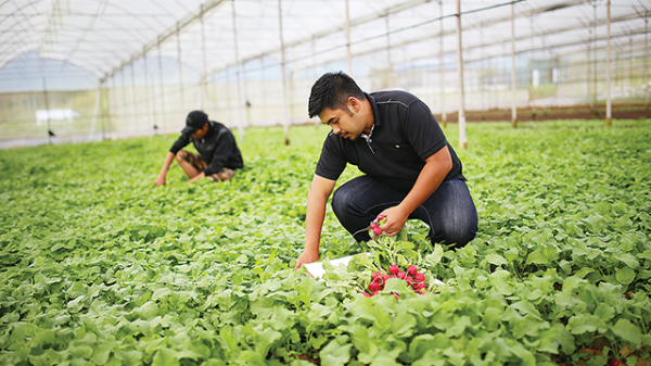 Không thể đảo ngược: Xu thế phát triển nông nghiệp xanh