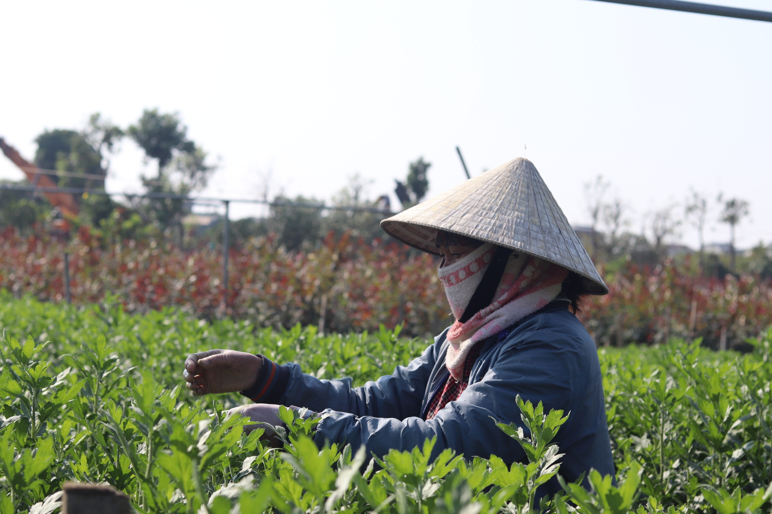 Những người nông dân Đông Cương chăm sóc tất bật những vườn hoa để có hàng bán vào vụ Tết