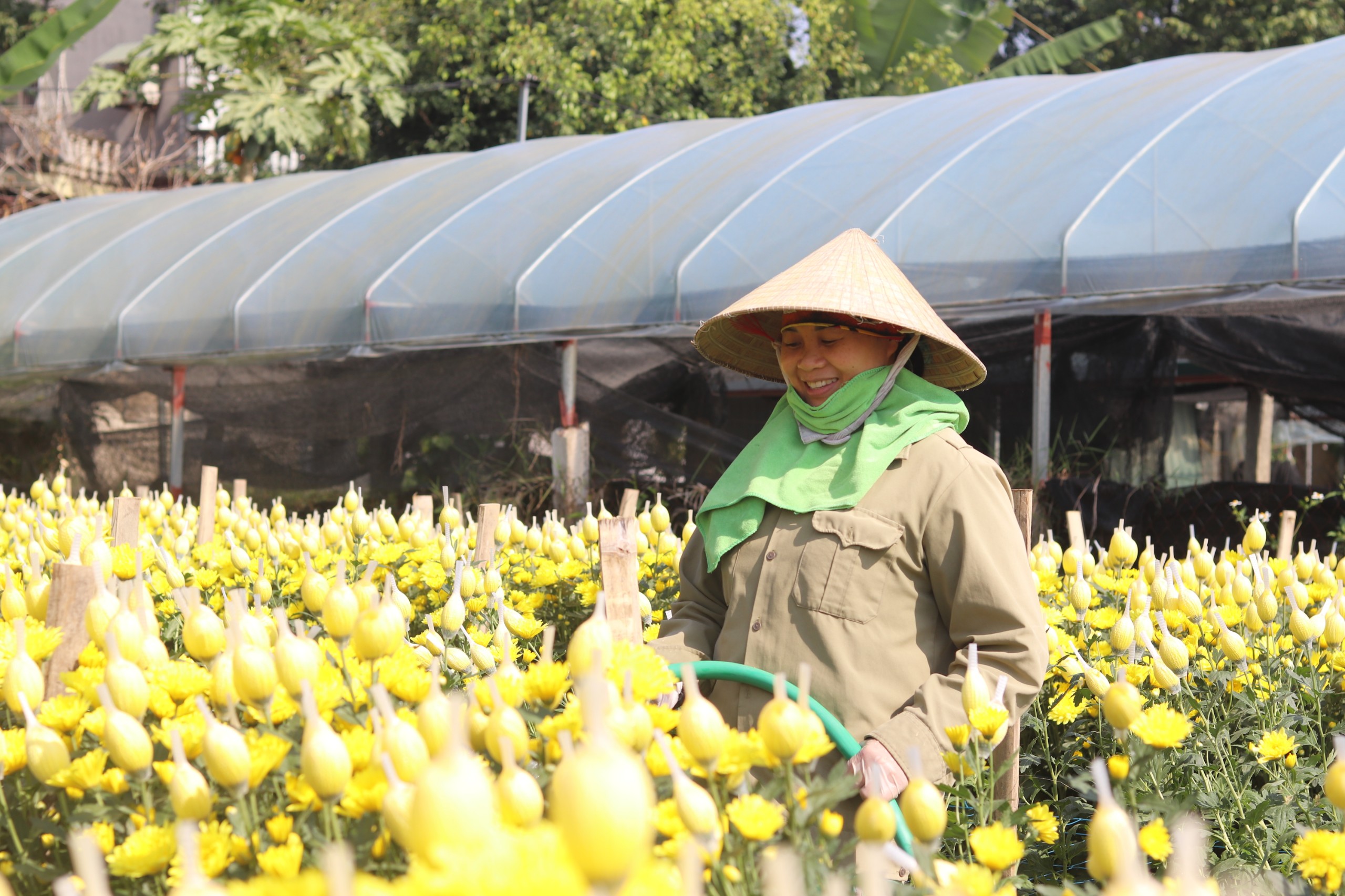 Hoa cúc vàng là loài hoa được trồng nhiều nhất tại làng Hoa Đông Cương