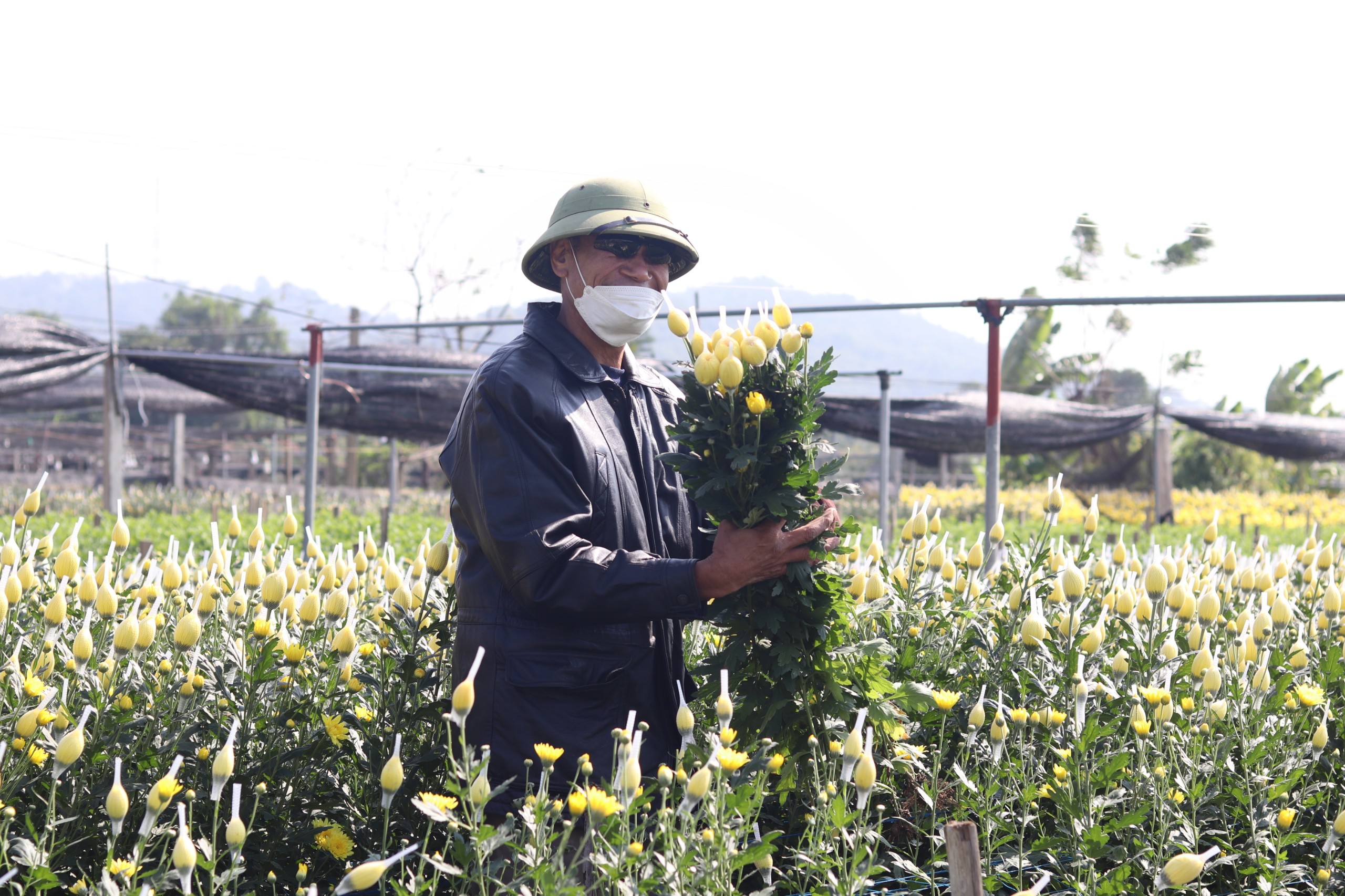 Loại hoa n&agrave;y được người d&acirc;n l&agrave;ng hoa Đ&ocirc;ng Cương trồng quanh năm để b&aacute;n v&agrave;o ng&agrave;y m&ugrave;ng Một đầu th&aacute;ng v&agrave; ng&agrave;y Rằm