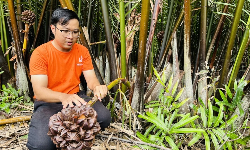 Ông Phan Minh Tiến, Giám đốc Công ty TNHH Phát triển dừa nước Việt Nam (VIETNIPA), doanh nghiệp tận dụng một tài nguyên tự nhiên là dừa nước để phát triển nguồn thu nhập cho bà con nông dân Cần Giờ TP.HCM - Ảnh minh họa.