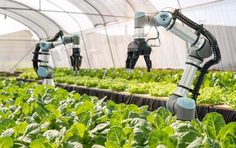 HCMC targets becoming hi-tech agricultural center