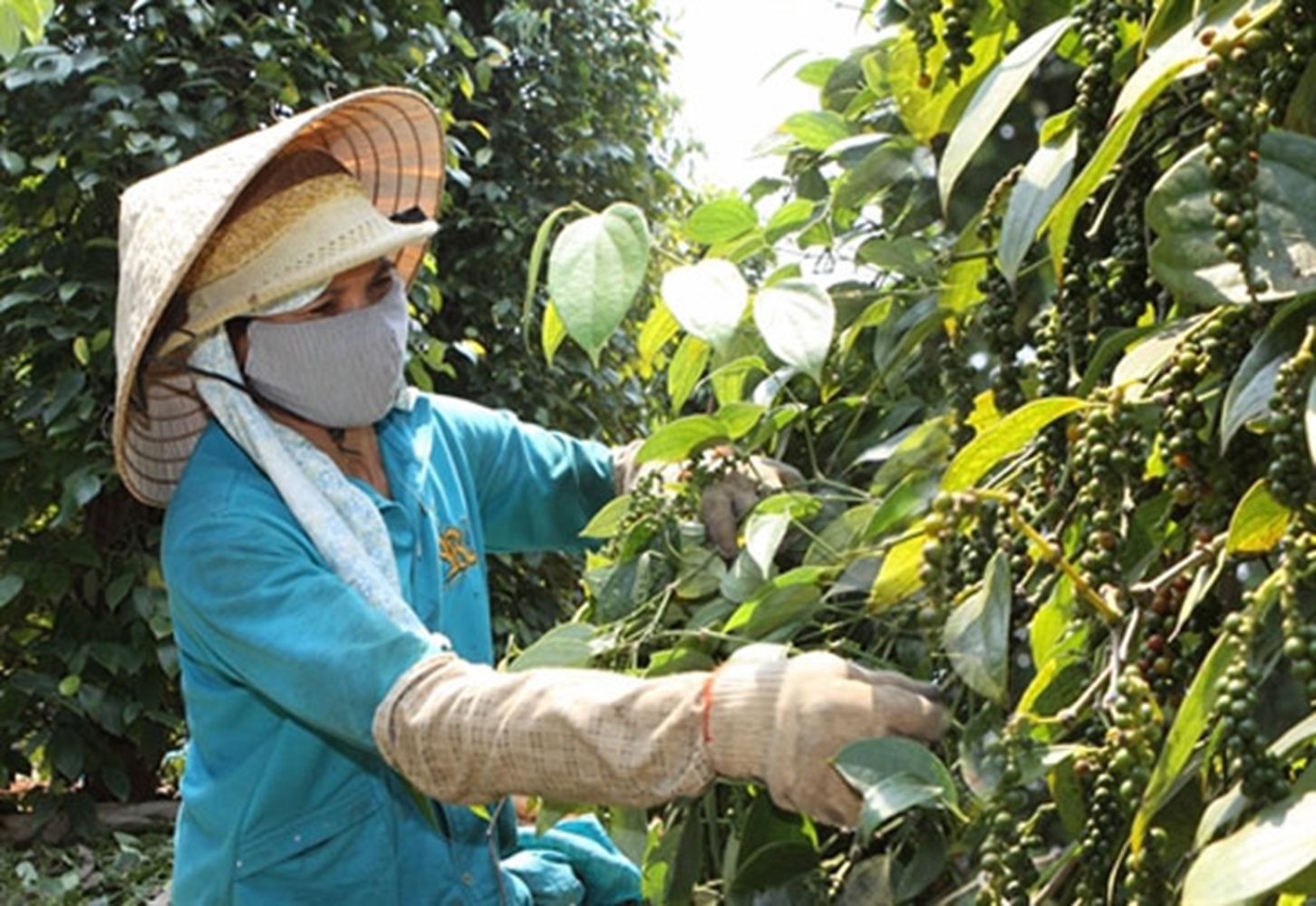Diện tích cây hồ tiêu đang bị thu hẹp bởi sự cạnh tranh của một số cây trồng khác, như sầu riêng.