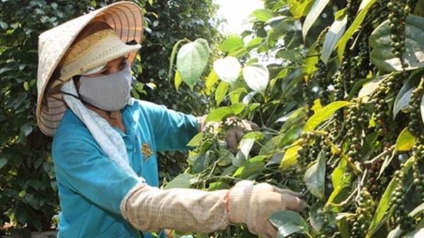 Năm 2024, hồ tiêu xuất khẩu sẽ tăng giá do sản lượng giảm và tồn kho thấp 