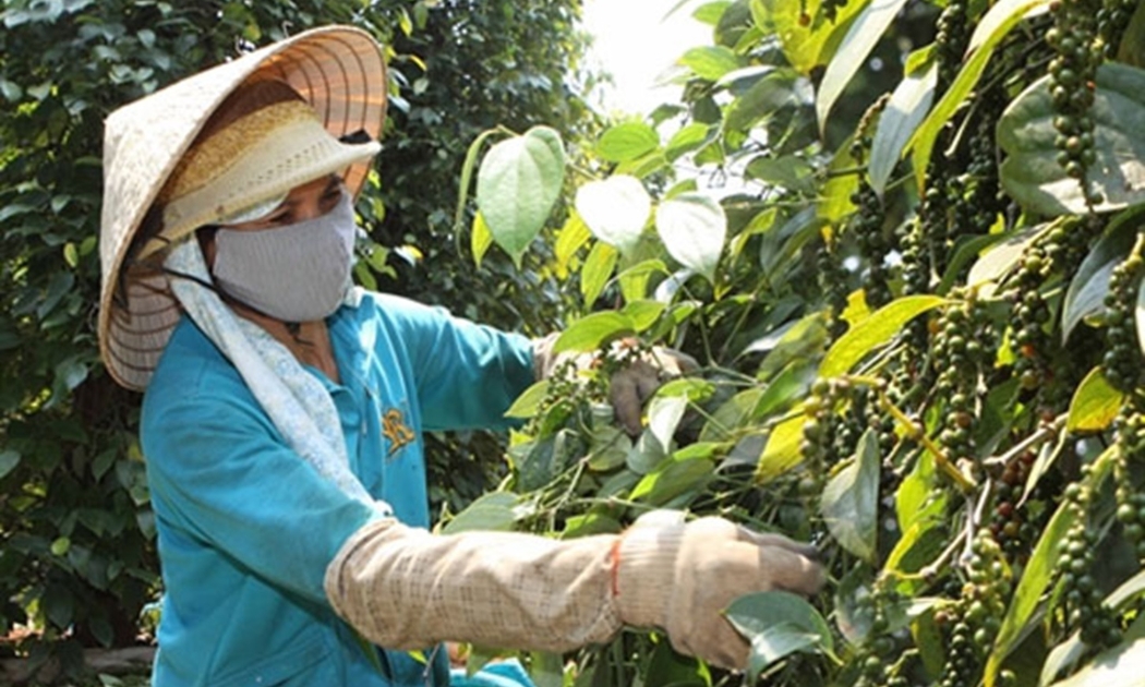 Diện tích cây hồ tiêu đang bị thu hẹp bởi sự cạnh tranh của một số cây trồng khác, như sầu riêng.