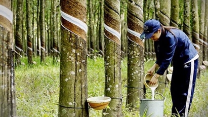2023 rubber exports earn $2.89bln