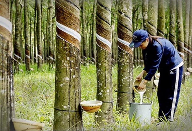 2023 rubber exports earn $2.89bln