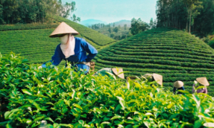 Xuất khẩu chè sa sút vì chậm đầu tư vào chế biến sâu