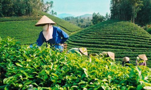 Xuất khẩu chè sa sút vì chậm đầu tư vào chế biến sâu