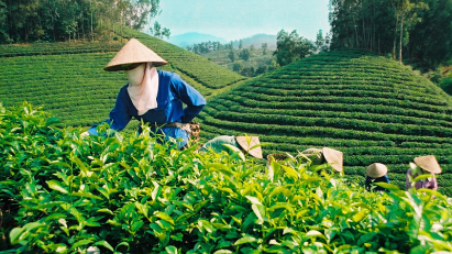 2023 tea exports estimated at 121,000 tons