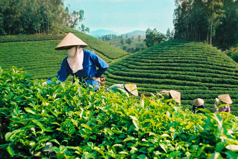 2023 tea exports estimated at 121,000 tons