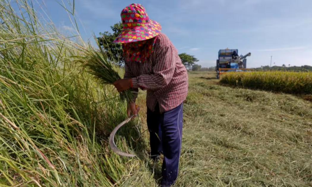 Một cánh đồng lúa tại Thái Lan - Ảnh: Reuters