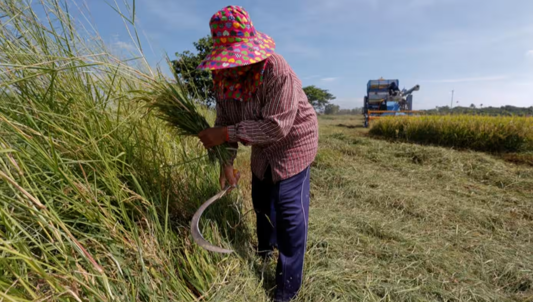 Một cánh đồng lúa tại Thái Lan - Ảnh: Reuters