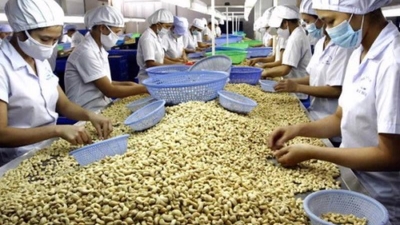2023 cashew nut exports at $3.6bln