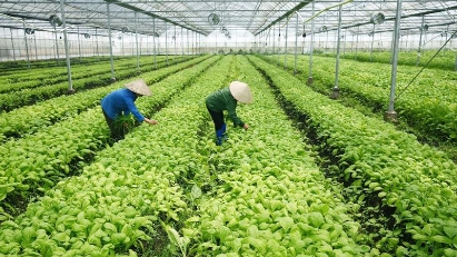 Thua Thien-Hue’s agriculture sector grows 5.88% in 2023