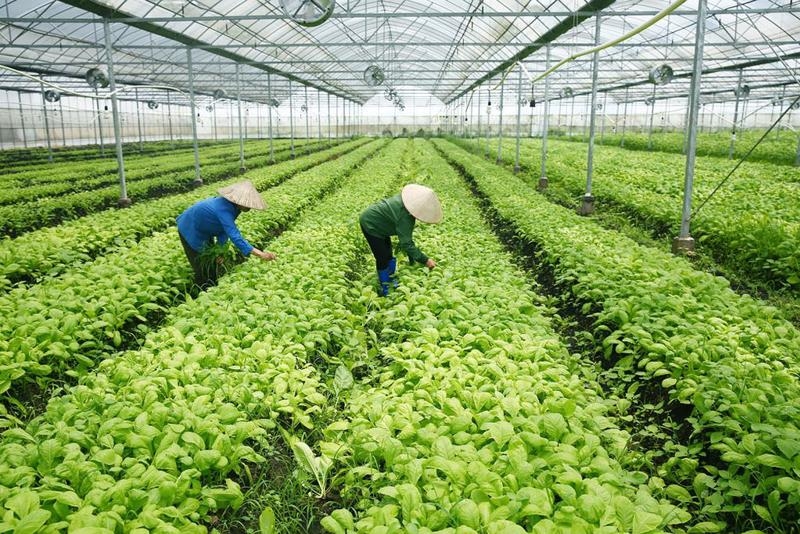 Thua Thien-Hue’s agriculture sector grows 5.88% in 2023