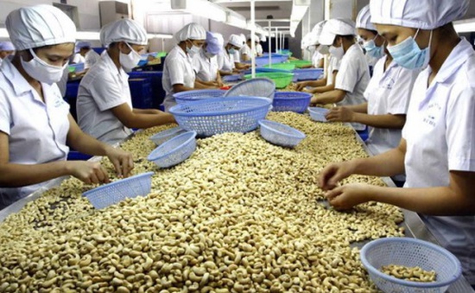 Việt Nam đã 17 năm liên tiếp giữ vị trí số 1 thế giới về xuất khẩu nhân điều chế biến.