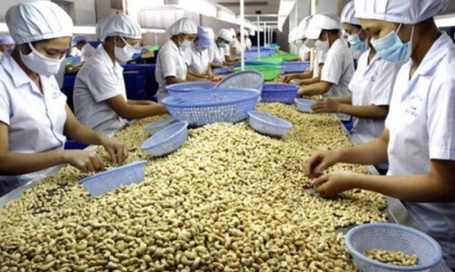 Xuất khẩu điều tăng trưởng cao nhưng chưa lấy lại được mốc kỷ lục