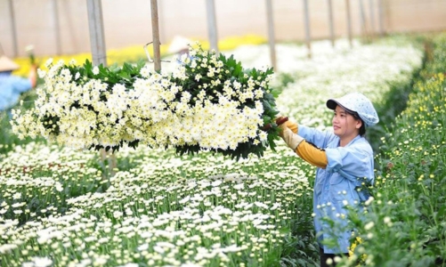 Năm 2023, ngành hoa và cây cảnh đạt giá trị 45.000 tỷ đồng 