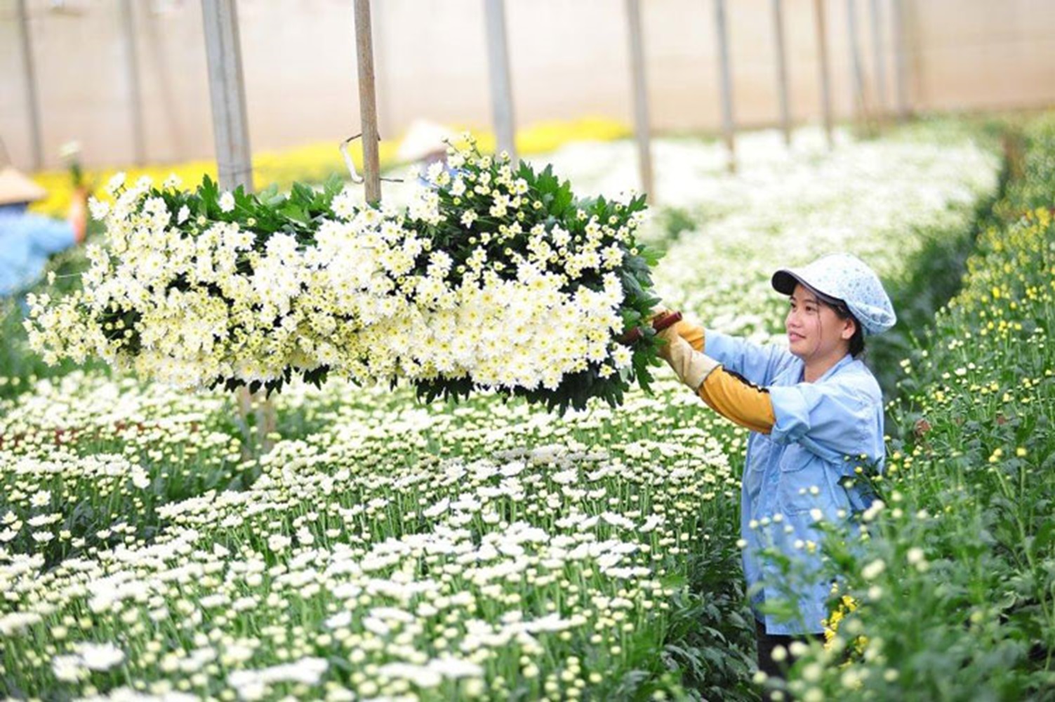 Xuất khẩu hoa còn nhiều dư địa để tăng trưởng cao.