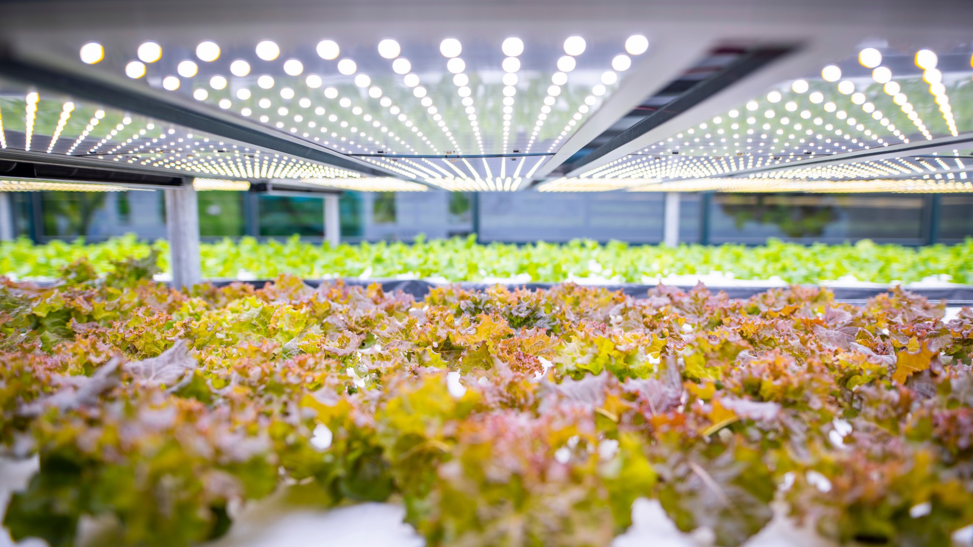 Tunas Farm hướng đến việc cung cấp các loại rau cao cấp với giá cả phải chăng  
