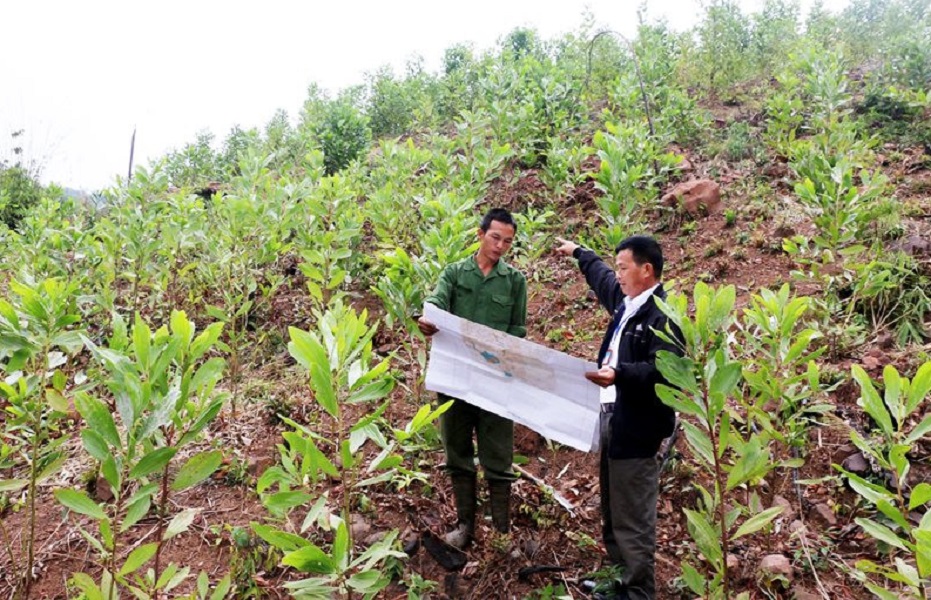 Tháo gỡ vướng mắc trong giao đất giao rừng để khai thác hiệu quả đất lâm nghiệp.