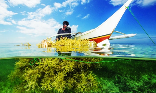 Kiến tạo không gian phát triển cho ngành rong - tảo biển, hướng tới mục tiêu 500.000 tấn vào năm 2030