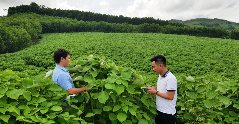 Vùng trồng cây gai huyện Thạch Thành, Thanh Hóa.