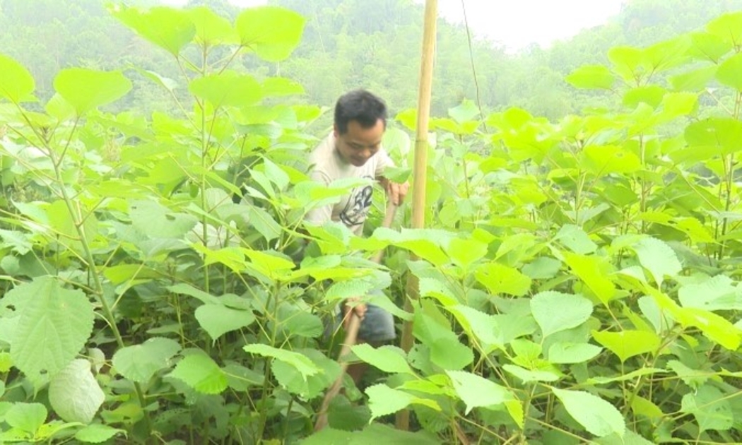 Tổng diện tích trồng cây gai xanh toàn tỉnh Thanh Hóa hiện nay là hơn 634 ha.