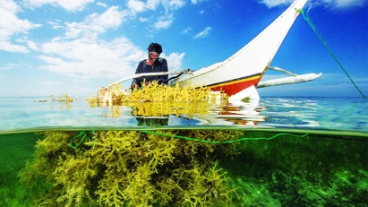 Vietnam targets harvesting 500,000 tons of seaweed by 2030