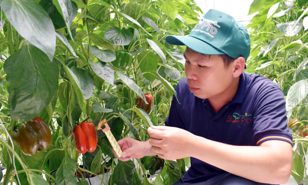 Ớt chuông Việt Nam xuất vào EU sẽ chịu giám sát tại cửa khẩu với tần suất 50%. Ảnh minh họa.