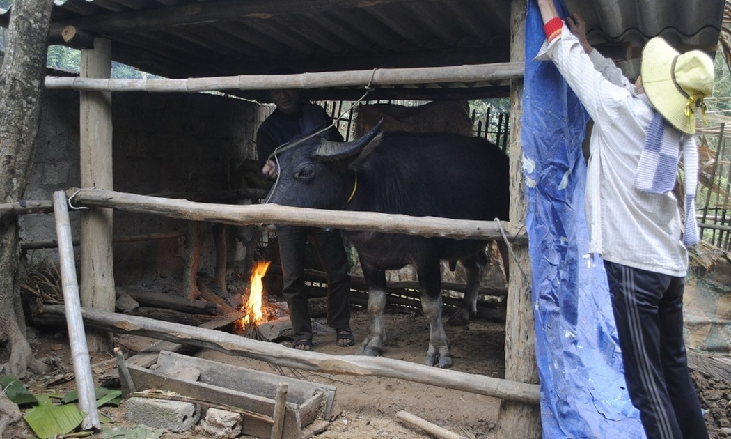Khu vực miền núi các tỉnh Bắc Trung Bộ do nhiệt độ xuống thấp, người dân 'mặc áo', đốt lửa sưởi ấm cho gia súc