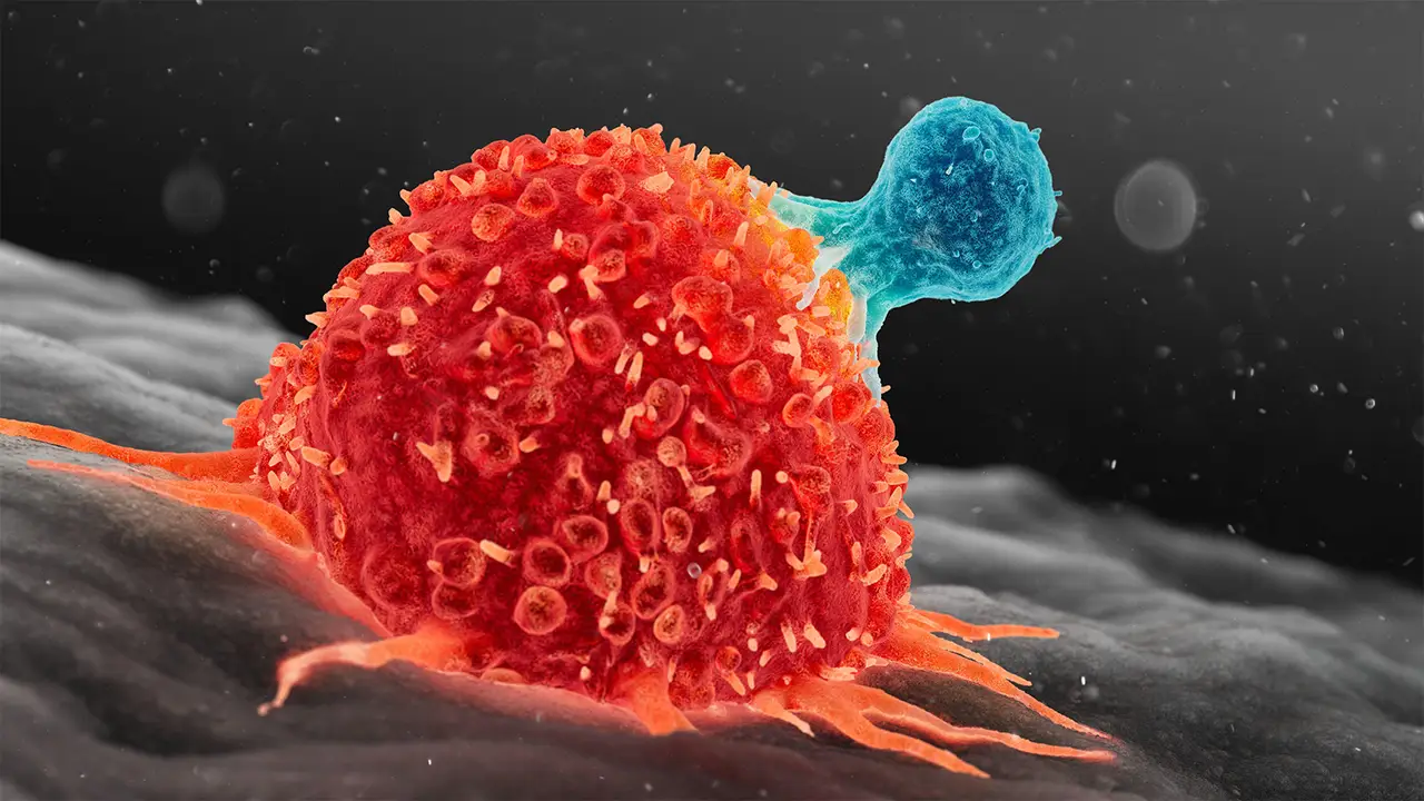 Sau khi tiêm vào cơ thể, vaccine mRNA sẽ huấn luyện các tế bào tạo ra một phần protein ung thư (kháng nguyên).