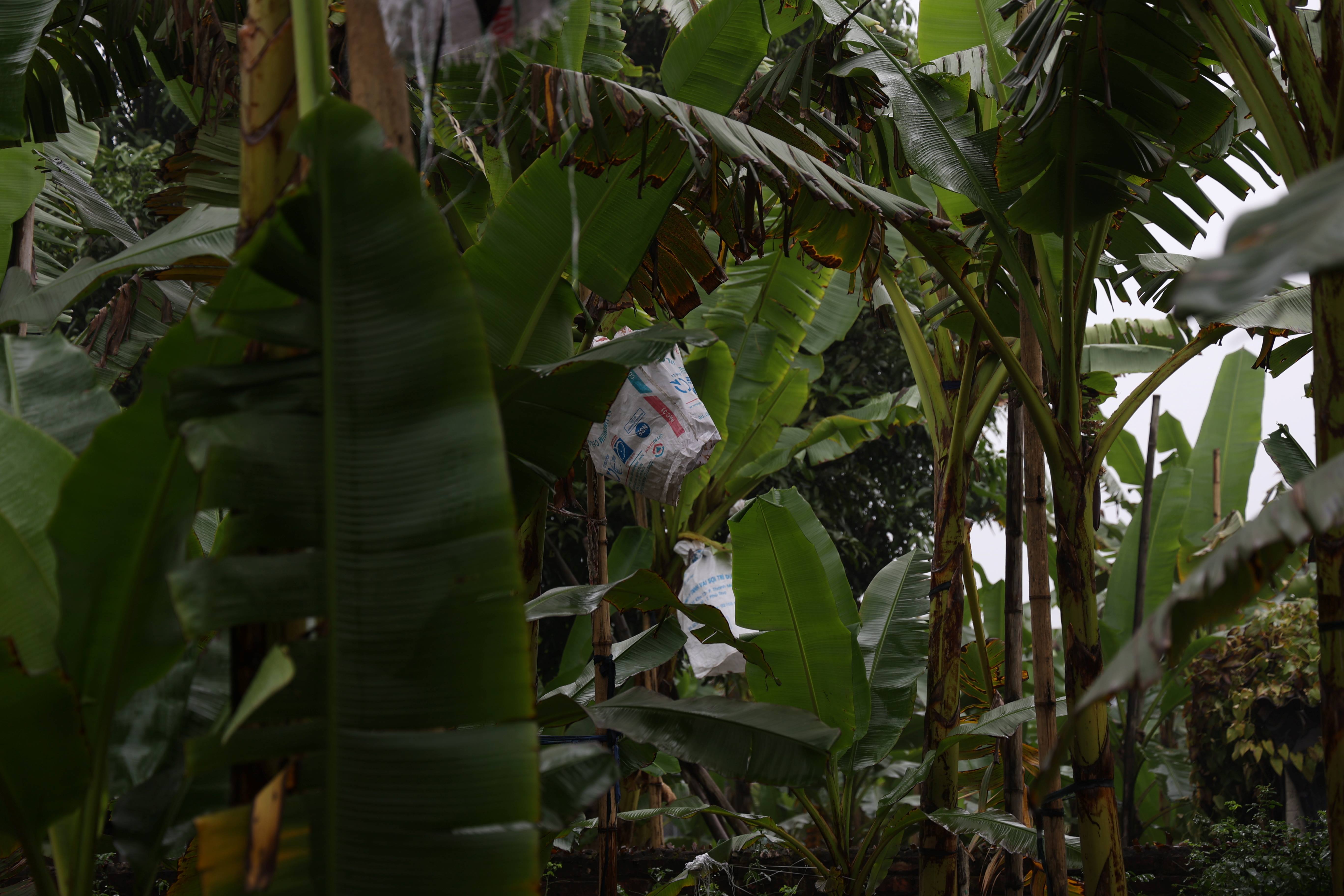 L&agrave;ng Vũ Đại với những nếp nh&agrave; truyền thống,&nbsp;hai b&ecirc;n đường l&agrave;ng l&agrave; những vườn chuối l&acirc;u năm um t&ugrave;m, thoảng trong gi&oacute; m&ugrave;i c&aacute; kho thơm lừng, hấp dẫn.