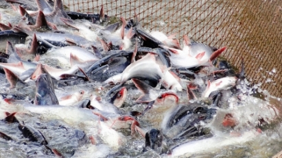 Vietnam the 7th-largest seafood exporter to Canada