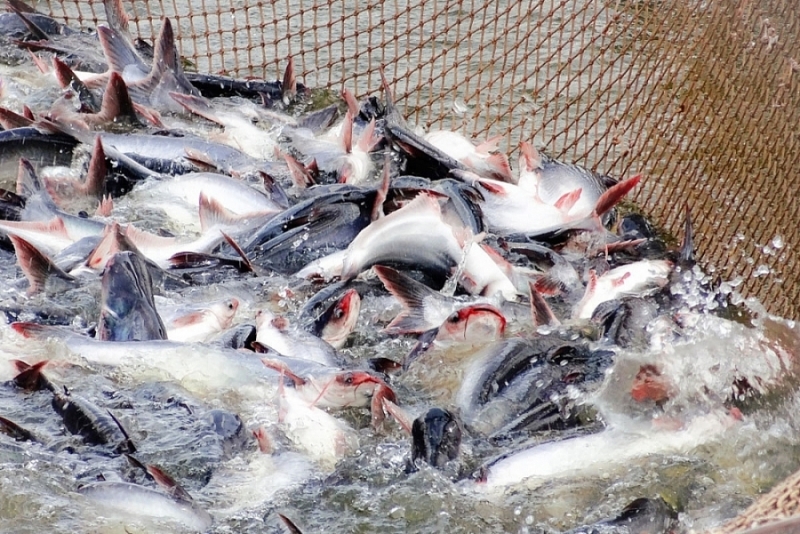 Vietnam the 7th-largest seafood exporter to Canada