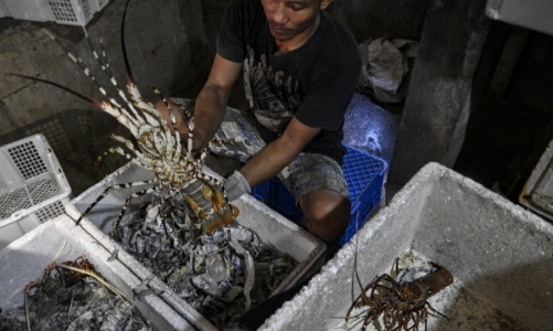 Tôm hùm Việt Nam, Thái Lan trước cơ hội tăng xuất khẩu sang Trung Quốc