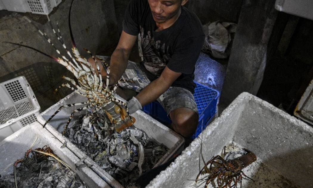 Indonesia hiện là nhà cung cấp tôm hùm lớn thứ 5 của Trung Quốc - Ảnh: Getty Images