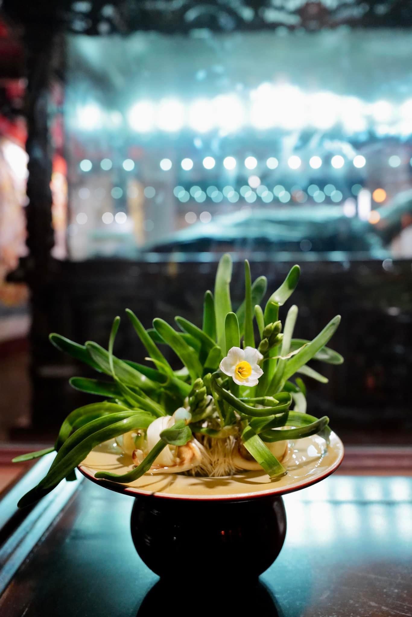 Bát hoa thuỷ tiên Kim trản ngân đài mới hé nở bông đầu tiên được bầu trong chiếc bát điếu cải tiến cho phù hợp với thuỷ tiên.
