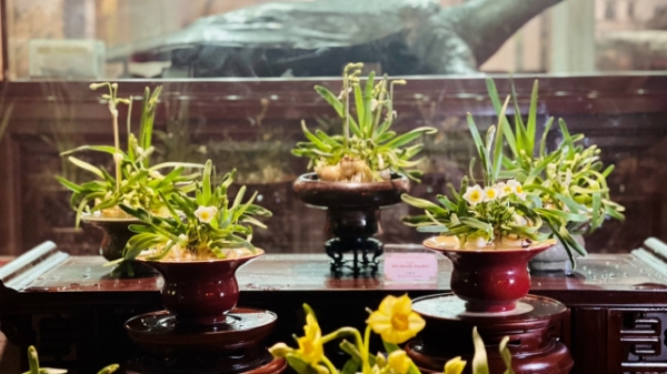 Trưng bày hoa Thủy Tiên nghệ thuật 2024