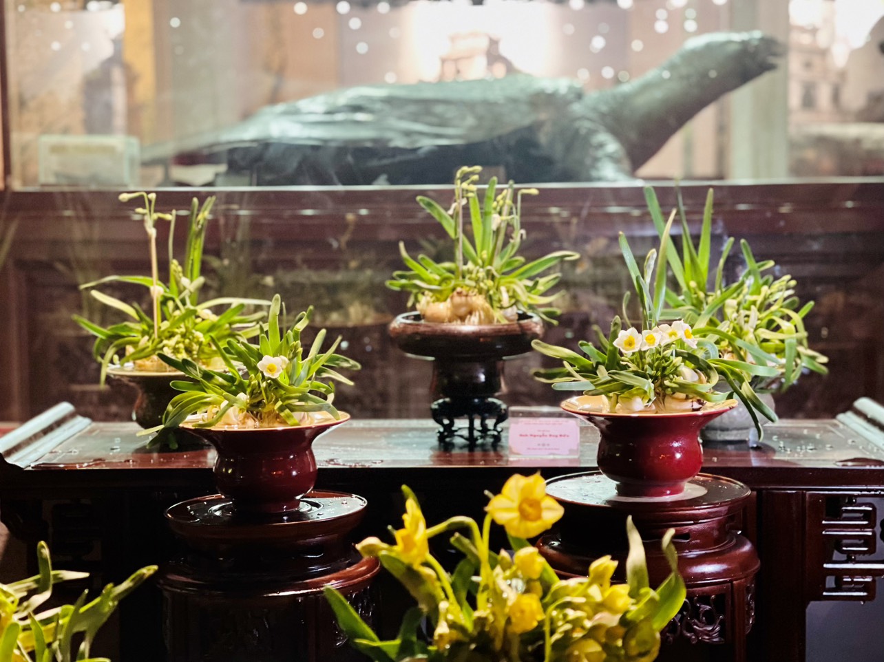 Những bát hoa thủy tiên chuẩn bị cho sự kiện Trưng bày hoa thủy tiên nghệ thuật 2024. Ảnh: Huy Khánh.